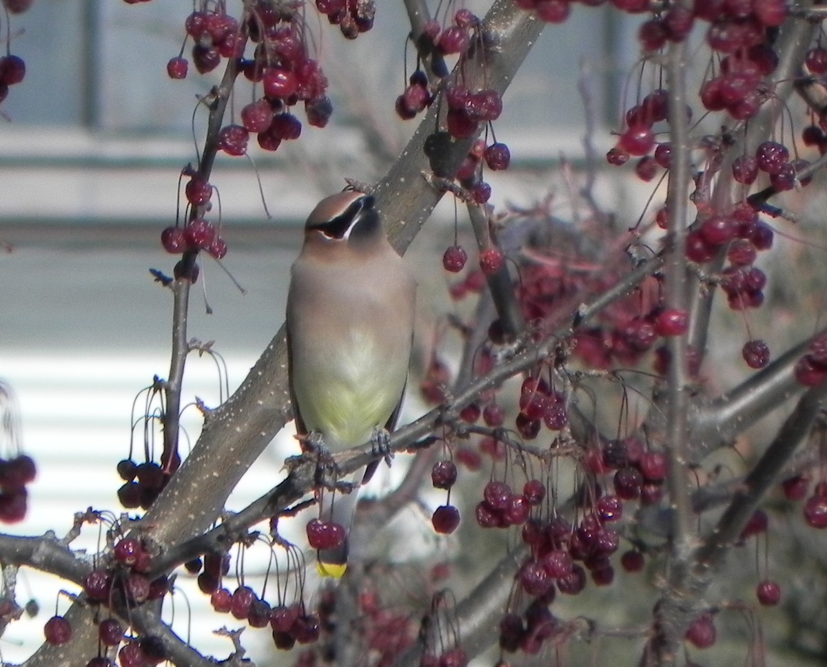 Cedar Waxwing - ML191625841