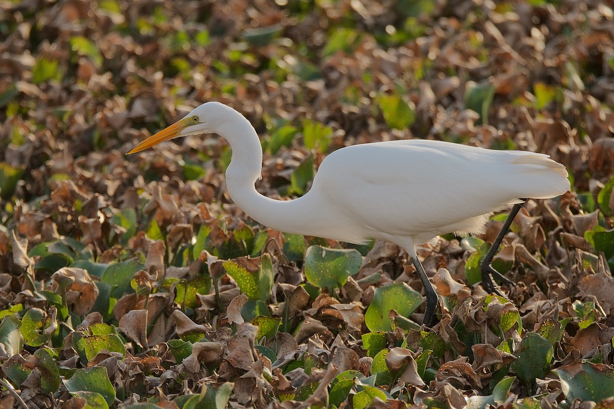 Great Egret - Harlan Stewart