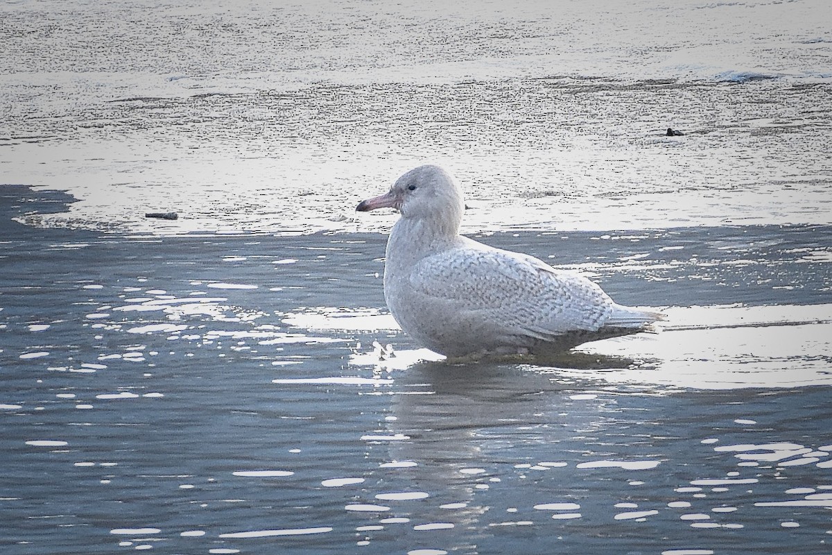 Glaucous Gull - ML191628581