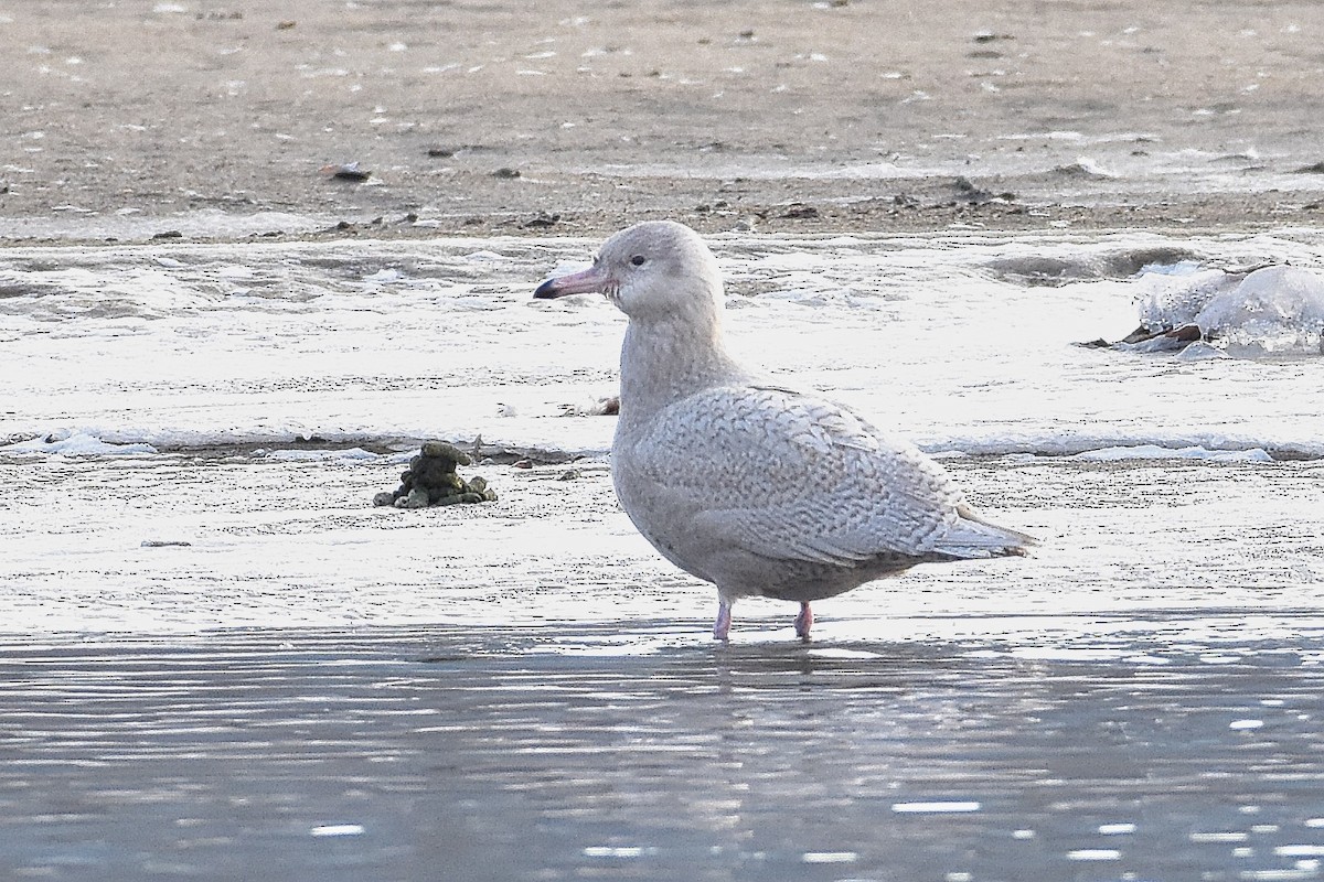 Glaucous Gull - ML191628591