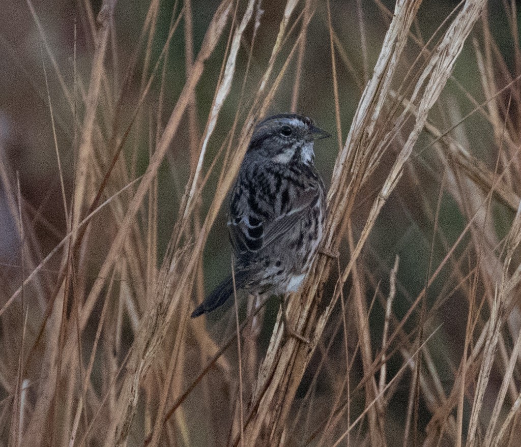 Song Sparrow - Lindy Fung