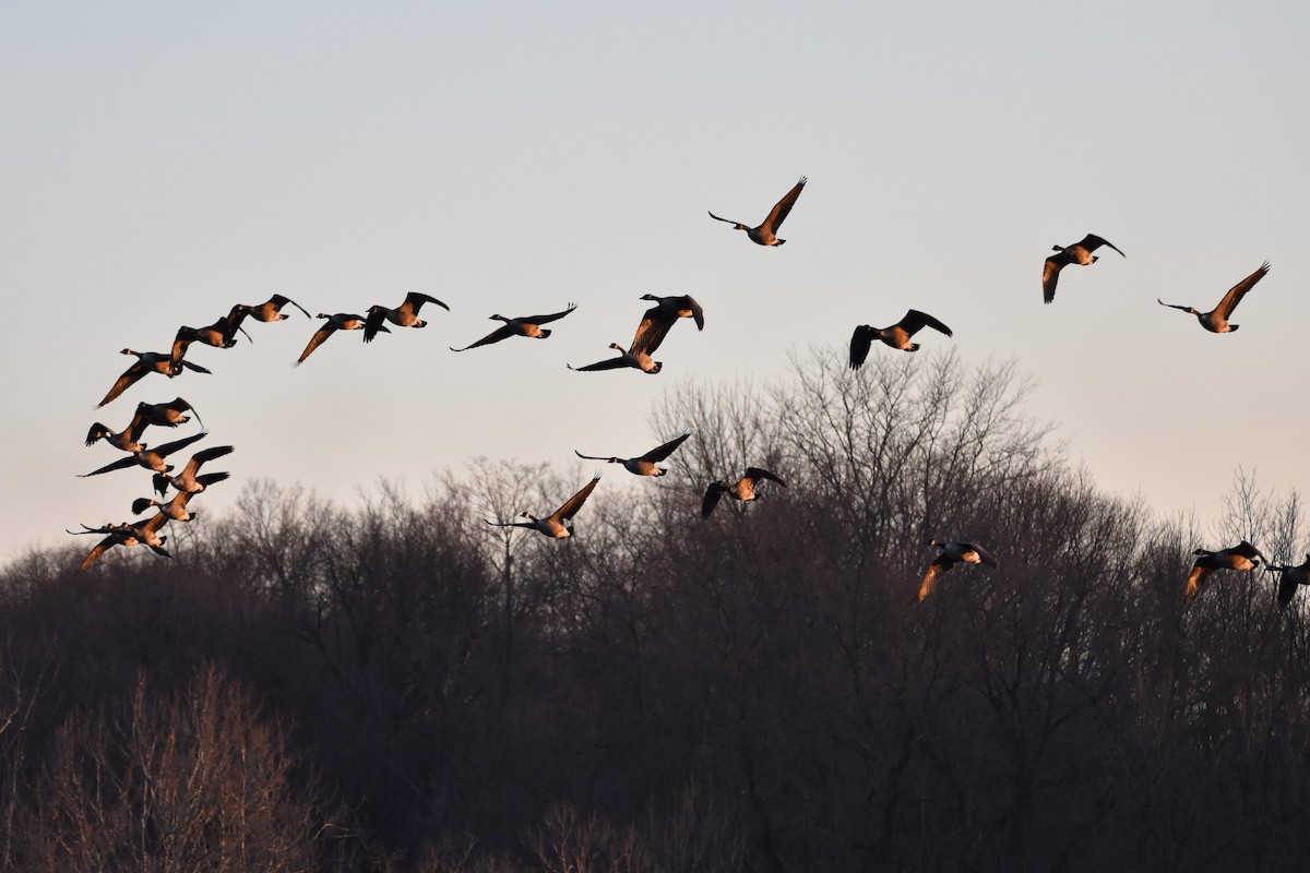 Canada Goose - ML191633831