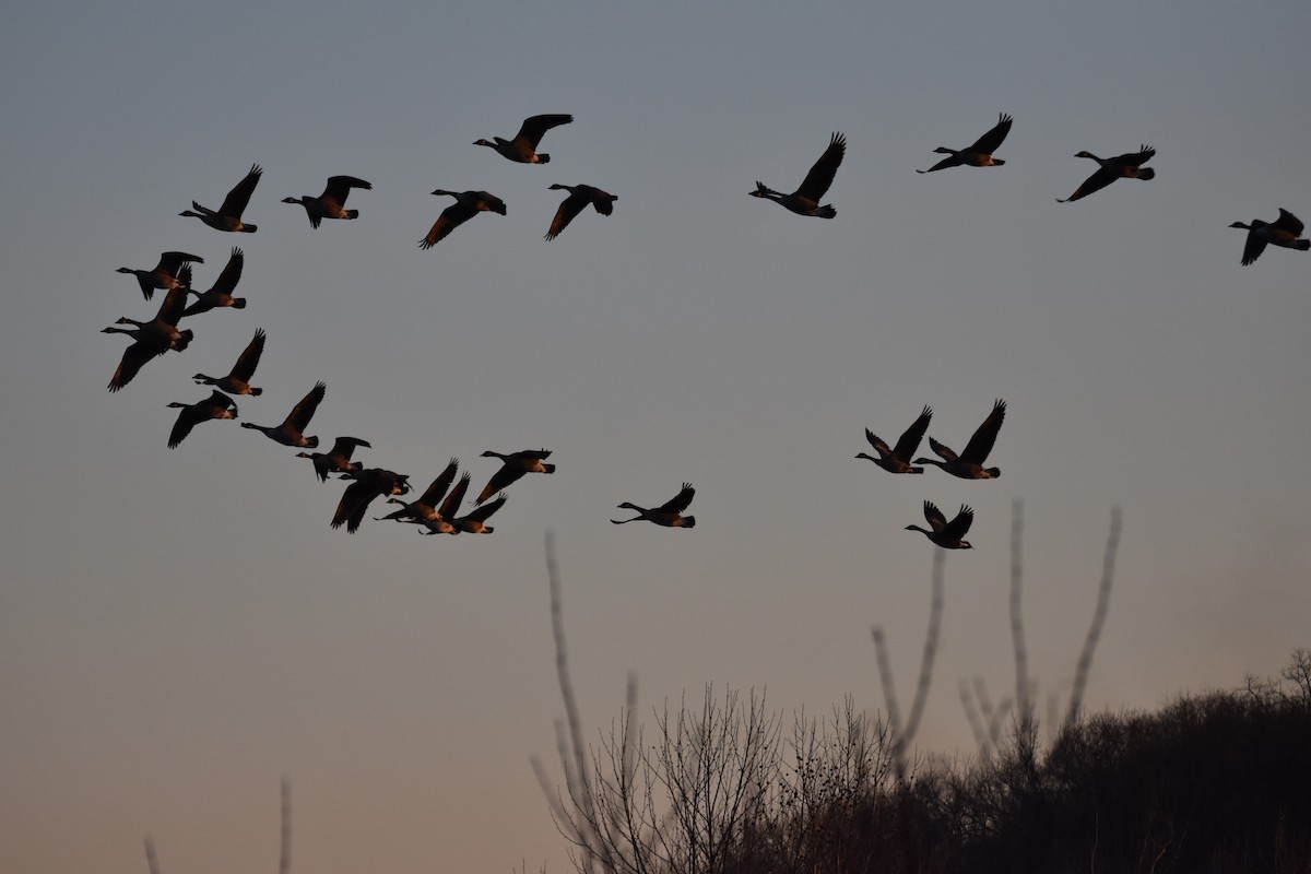 Canada Goose - ML191633841