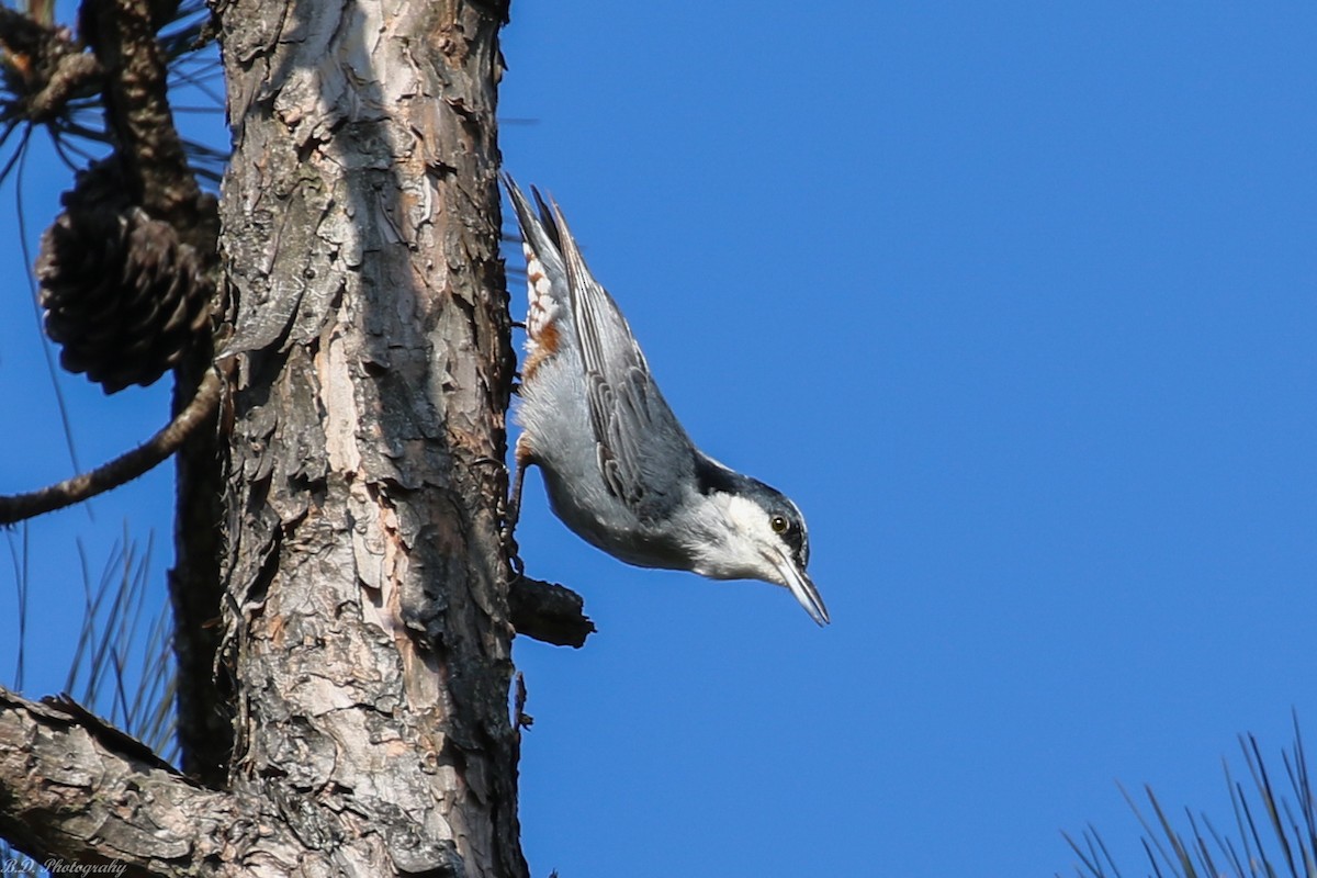 Giant Nuthatch - ML191634131