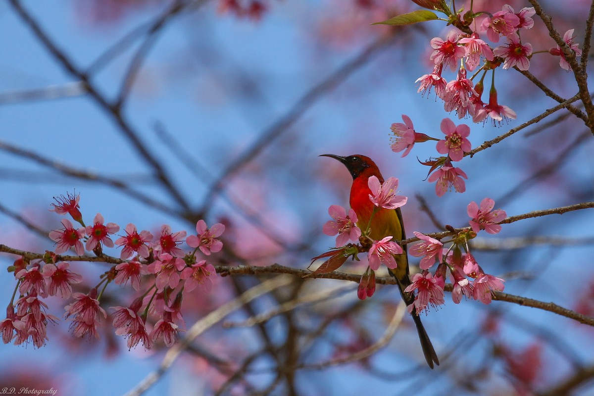 Mrs. Gould's Sunbird - ML191634741