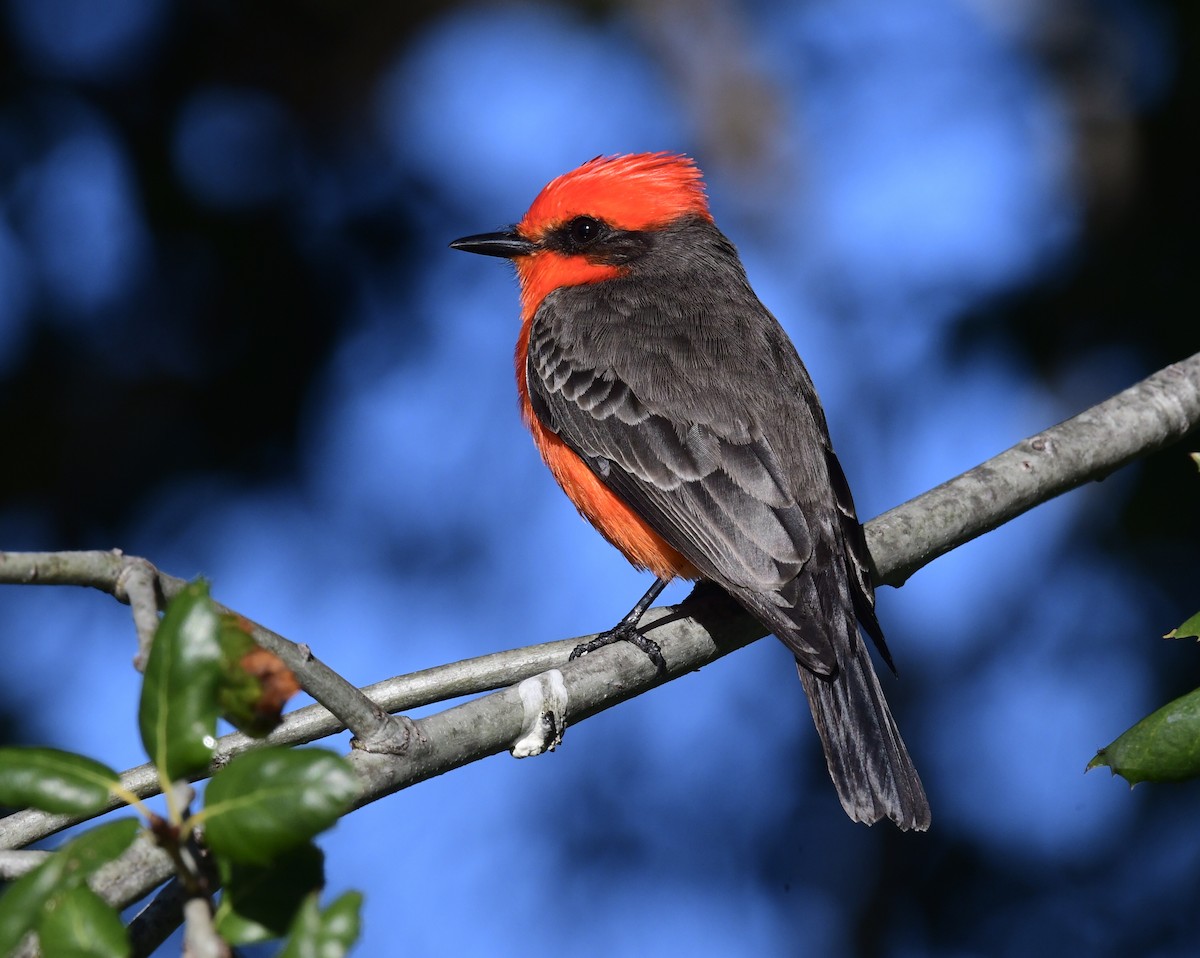 Vermilion Flycatcher - Don Hoechlin