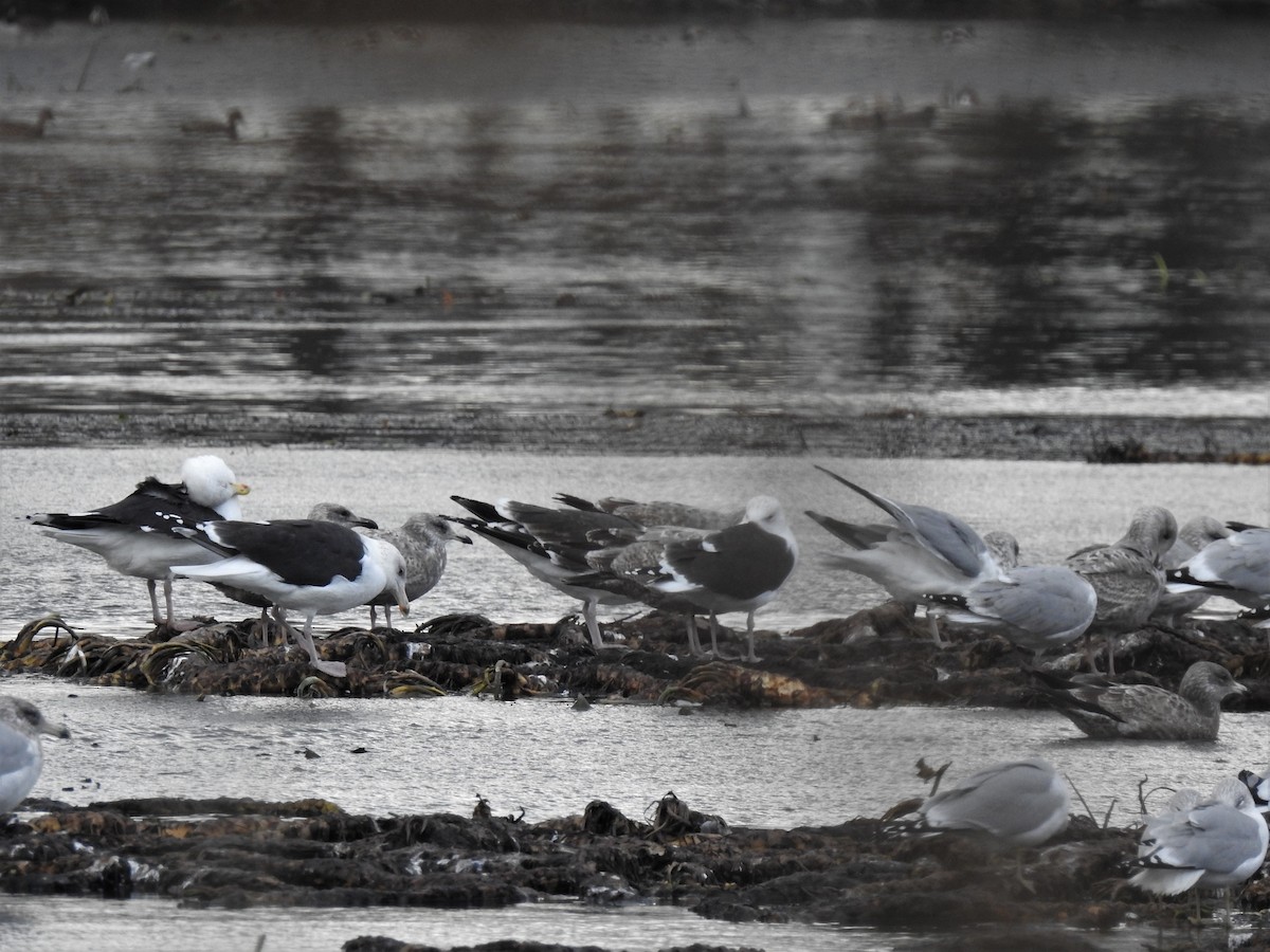 Great Black-backed Gull - Vincent Glasser