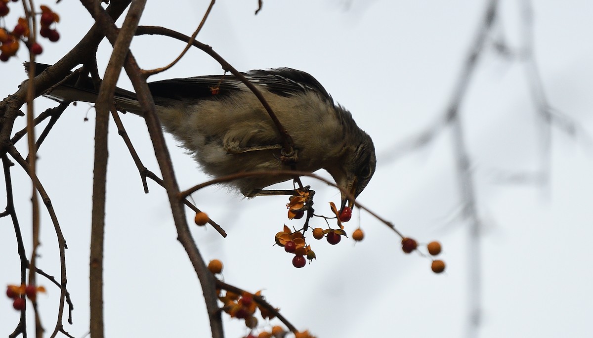 Northern Mockingbird - Cesar Castillo