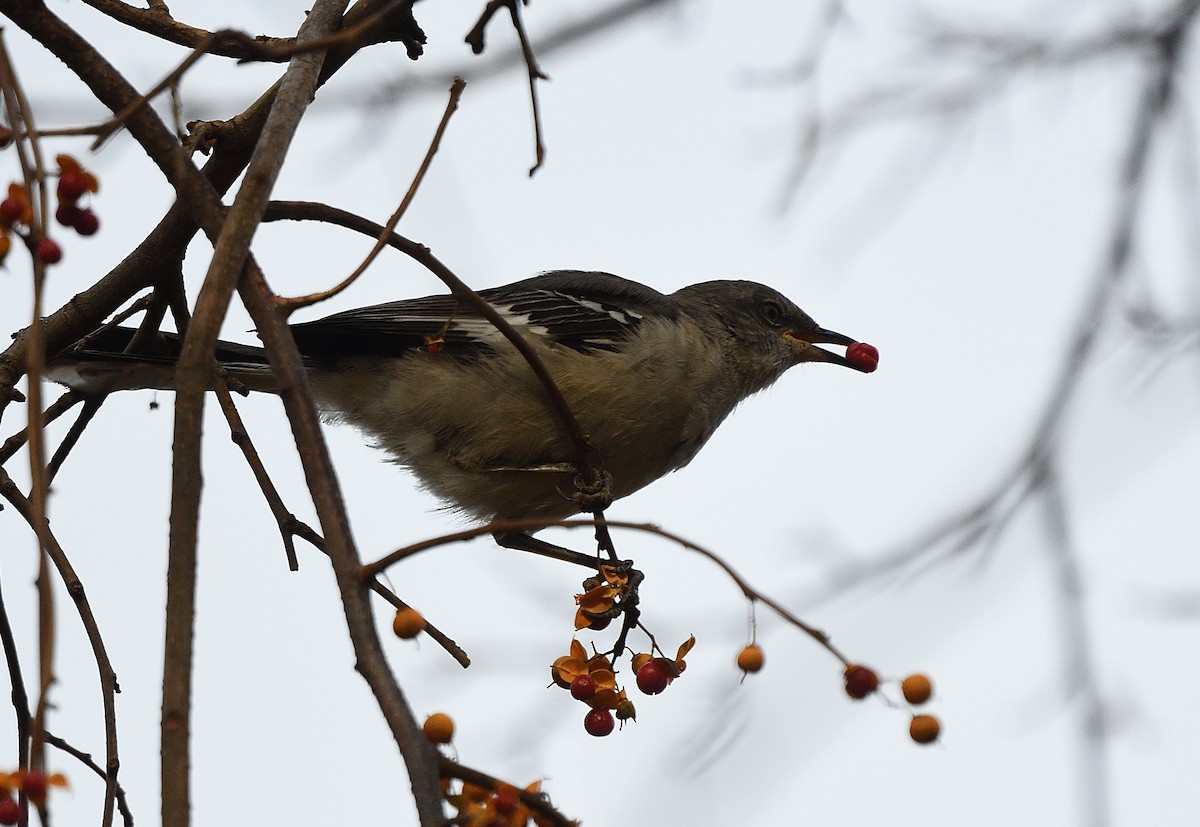 Northern Mockingbird - ML191635861