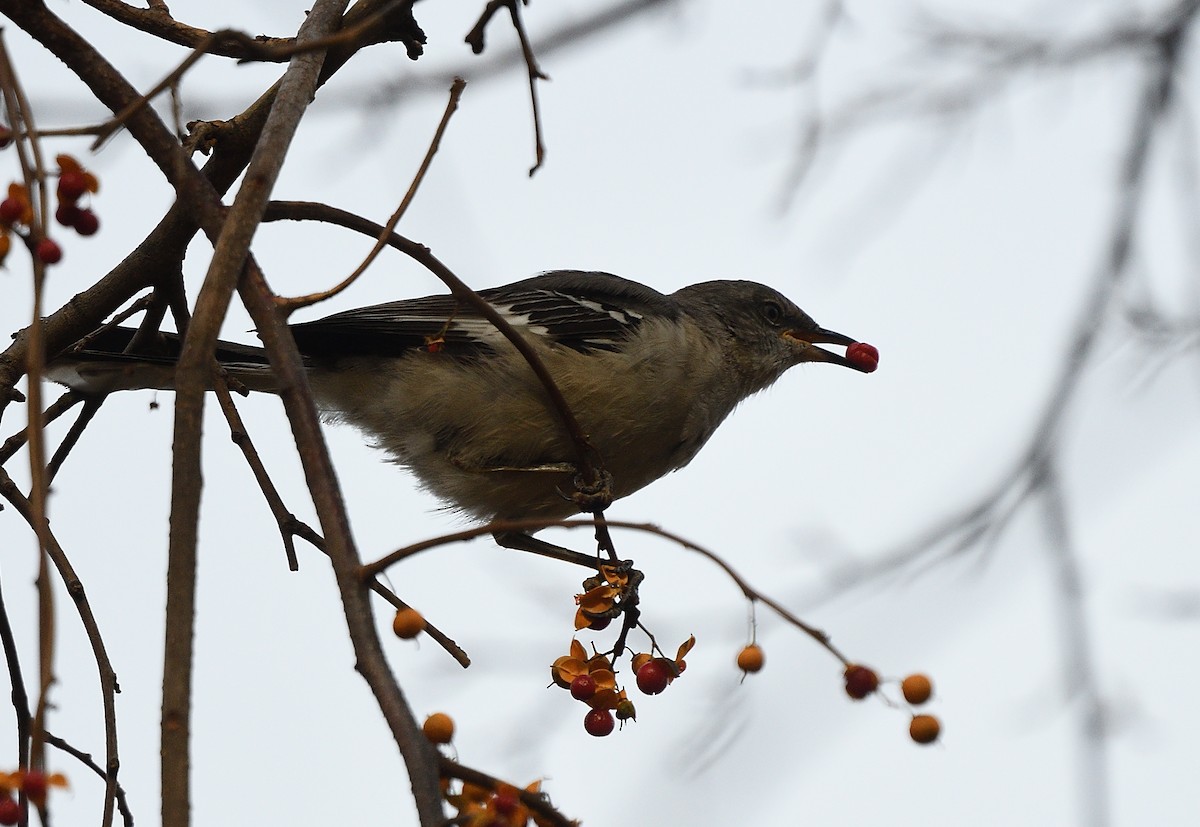 Northern Mockingbird - ML191635861