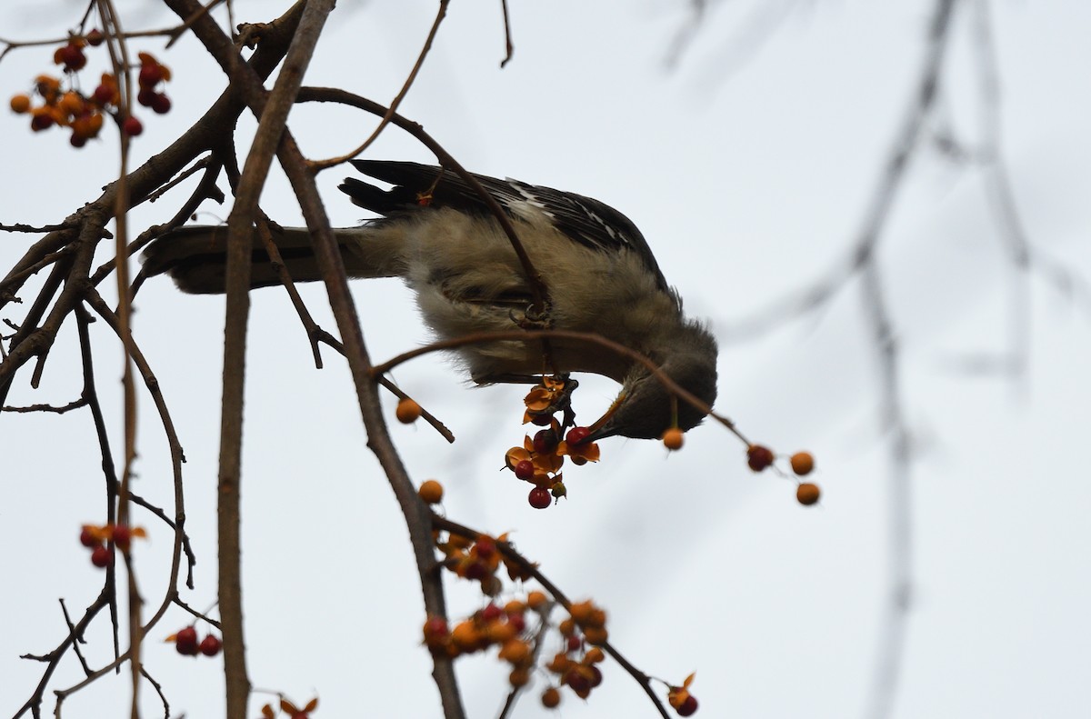 Northern Mockingbird - ML191635881