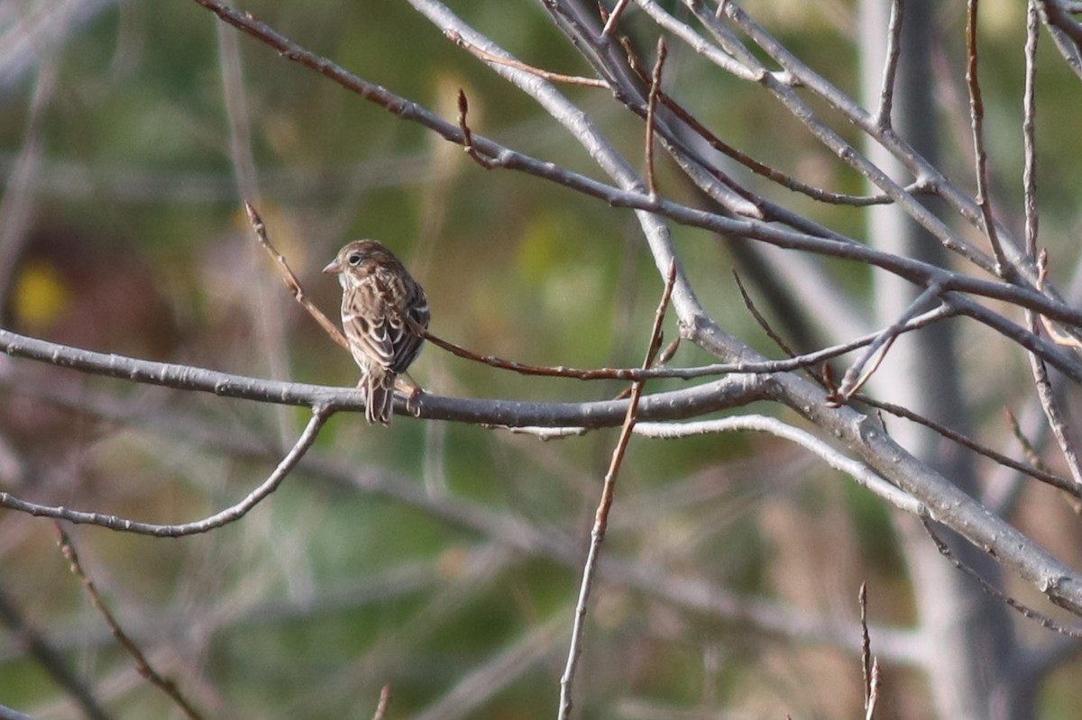 Vesper Sparrow - ML191637791