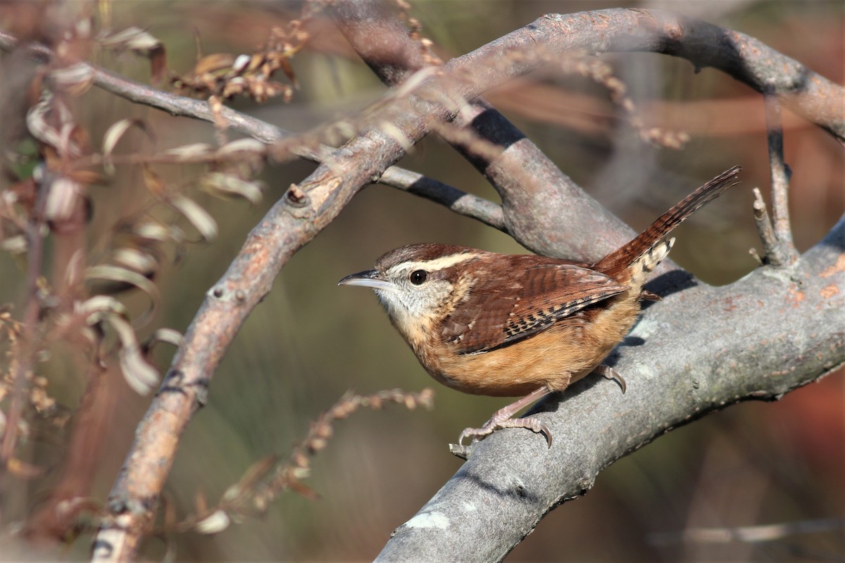 Carolina Wren - ML191638271