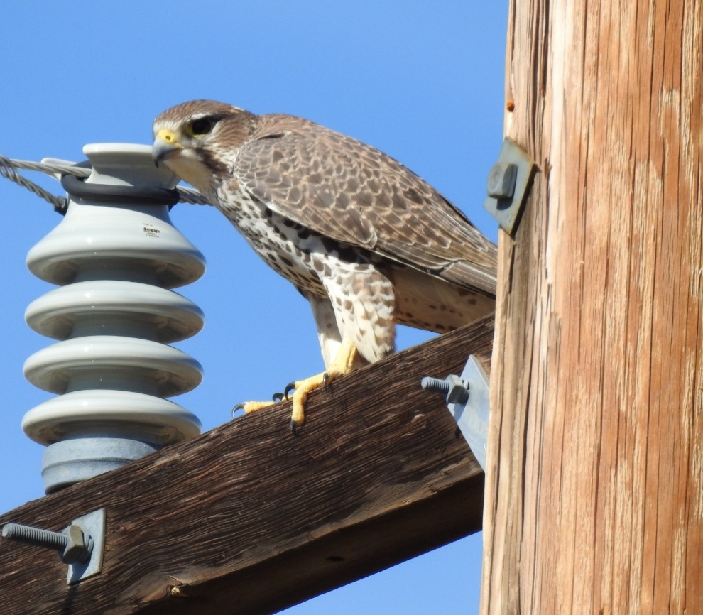 Prairie Falcon - ML191638661