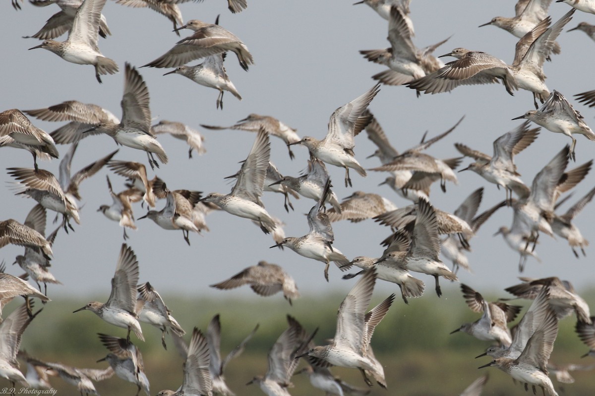 Great Knot - Blair Dudeck