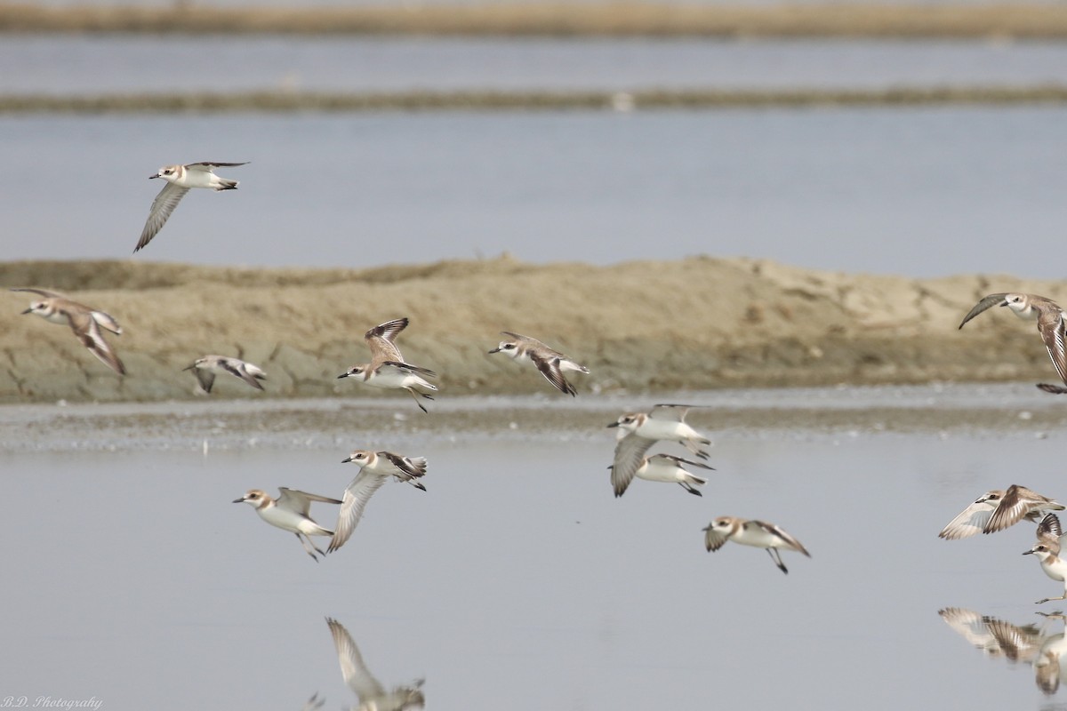 Tibetan Sand-Plover - Blair Dudeck