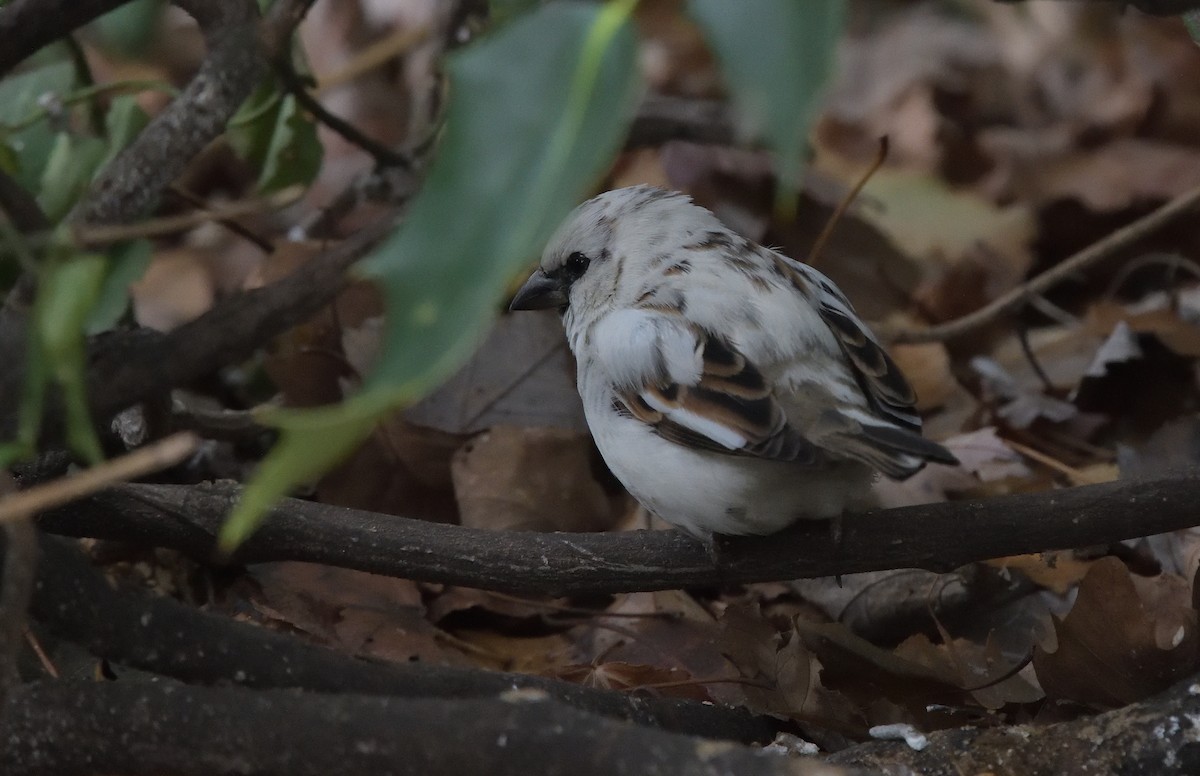 House Sparrow - ML191639271