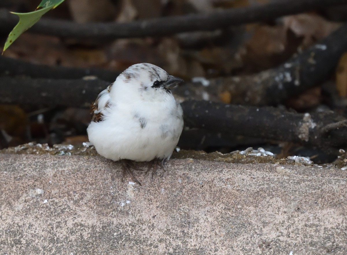 Moineau domestique - ML191639291