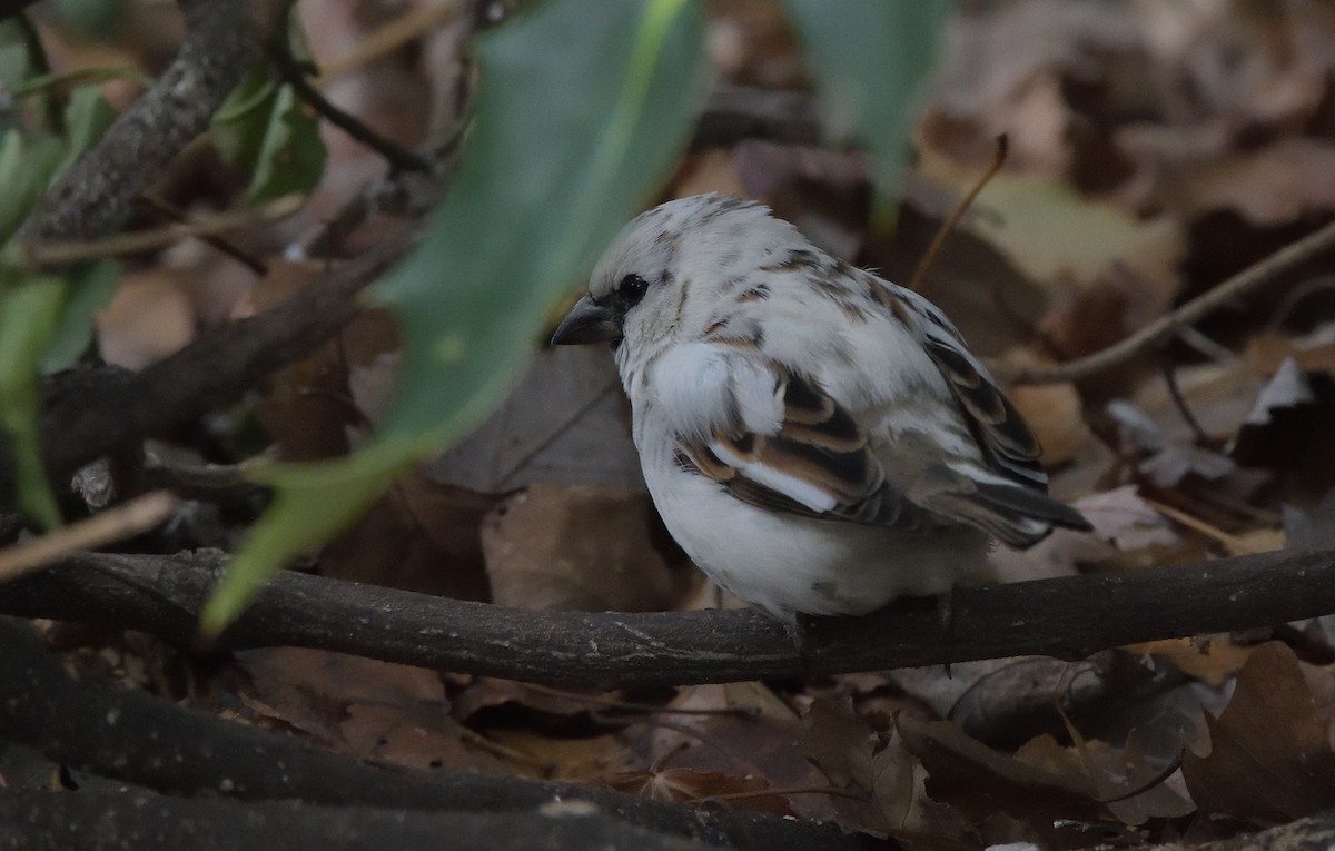 House Sparrow - ML191639311