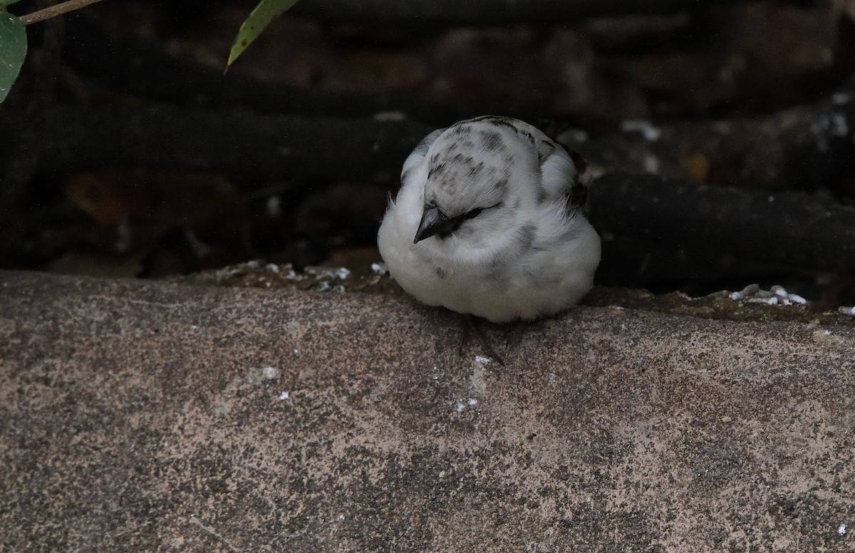 House Sparrow - ML191639321