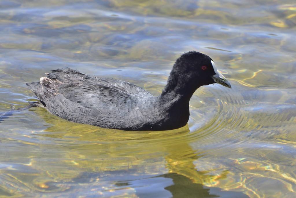 Eurasian Coot - Anthony Katon