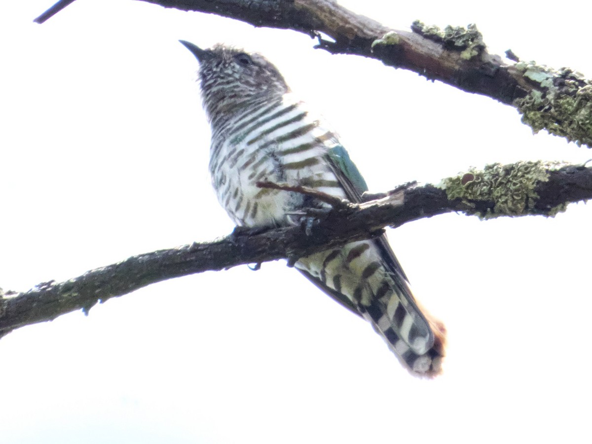 Shining Bronze-Cuckoo - ML191642271