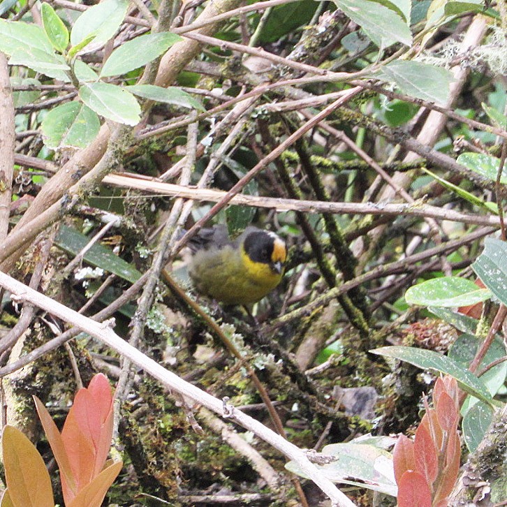 Pale-naped Brushfinch - ML191643631