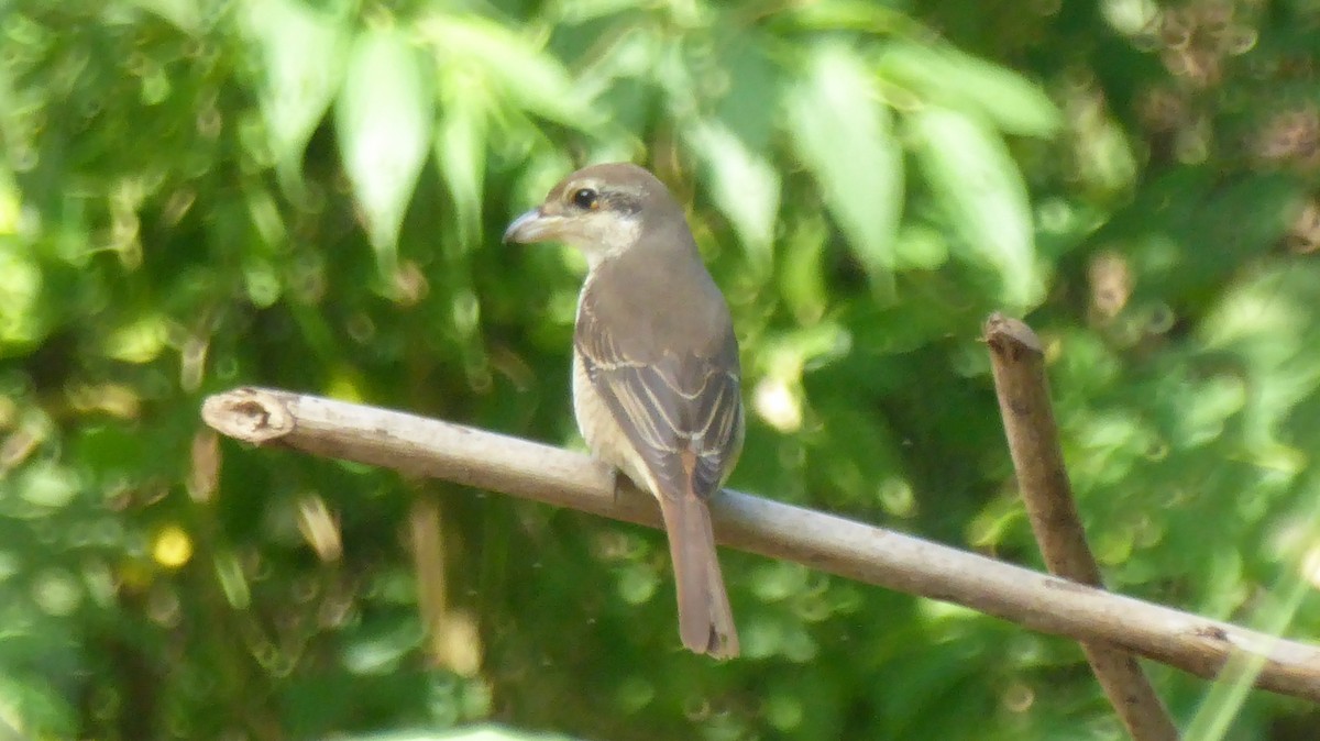 Brown Shrike - ML191644031