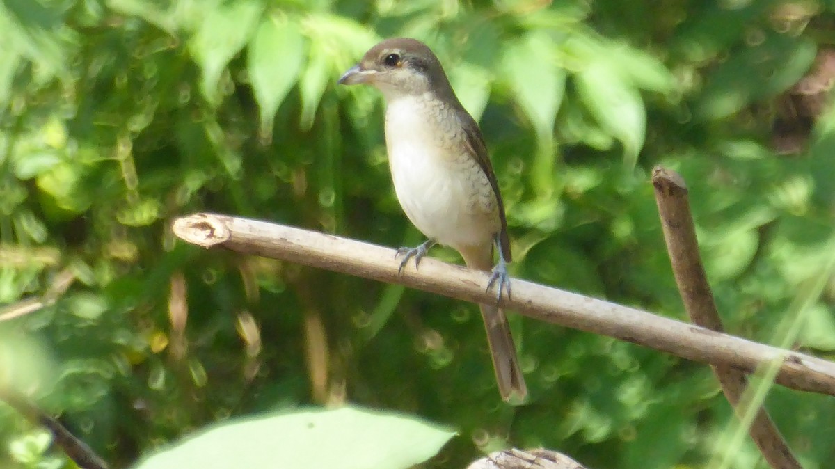 Brown Shrike - ML191644041