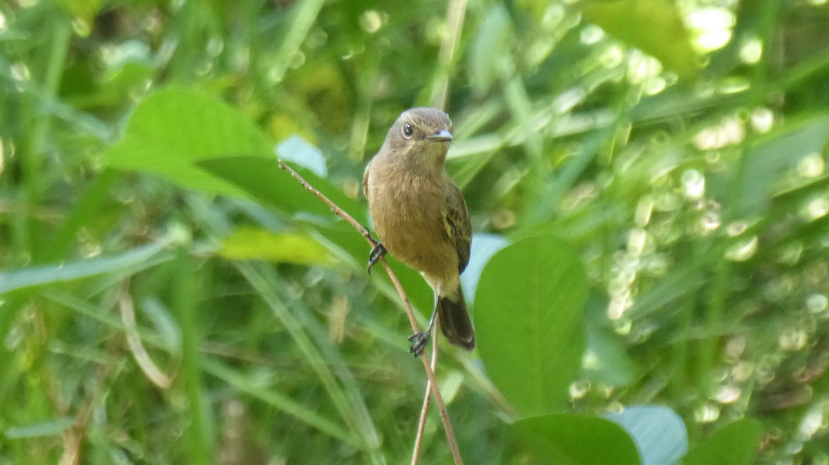 Pied Bushchat - ML191644051