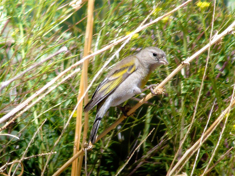 Lawrence's Goldfinch - ML191645221