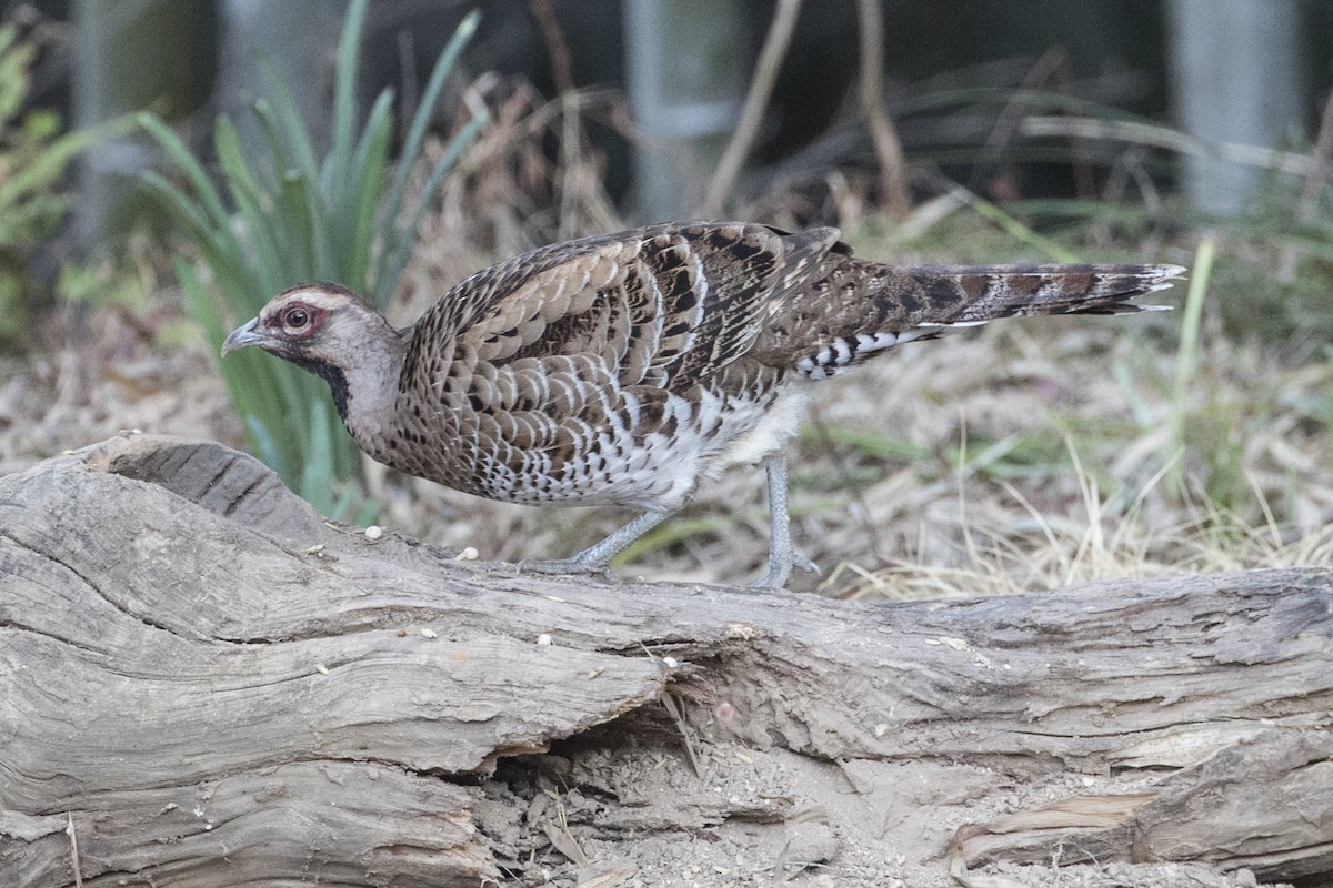 Elliot's Pheasant - ML191646101