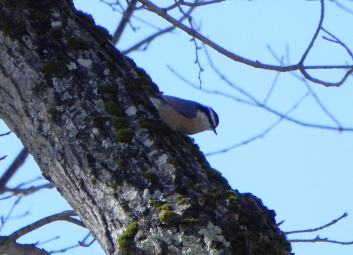 Red-breasted Nuthatch - ML191646521
