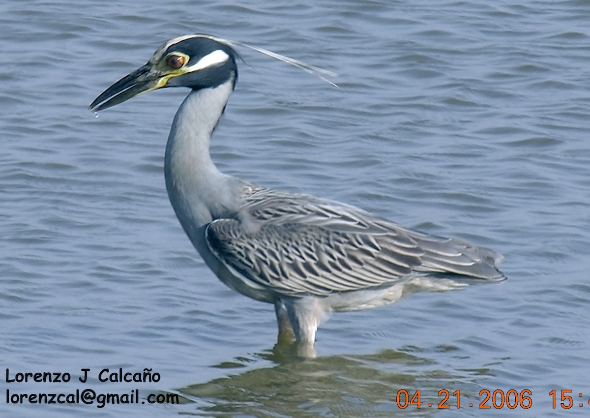 Yellow-crowned Night Heron - ML191647501