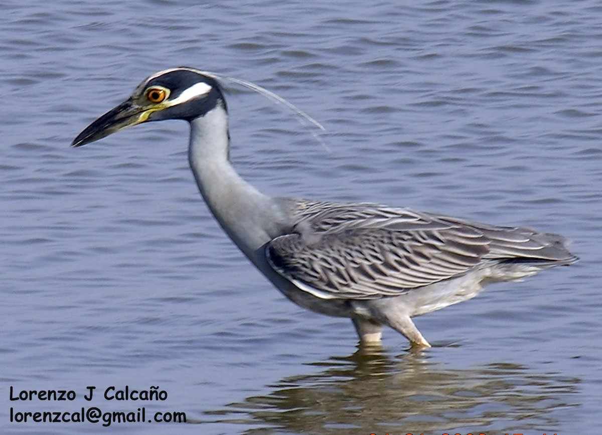 Yellow-crowned Night Heron - ML191647561