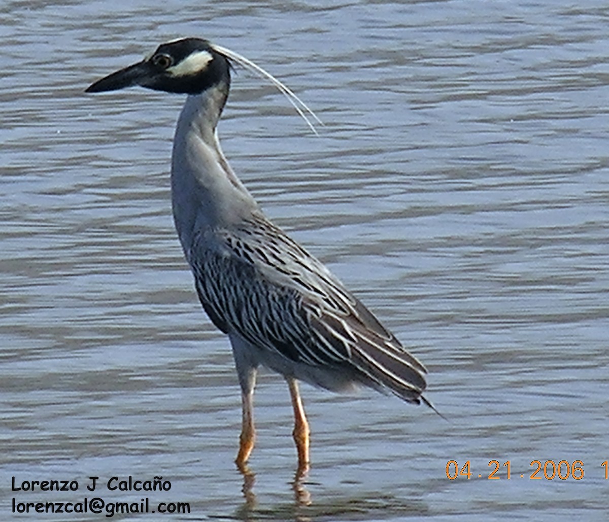 Yellow-crowned Night Heron - ML191647621