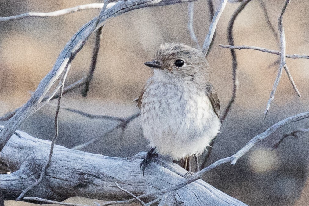 Red-capped Robin - ML191652381