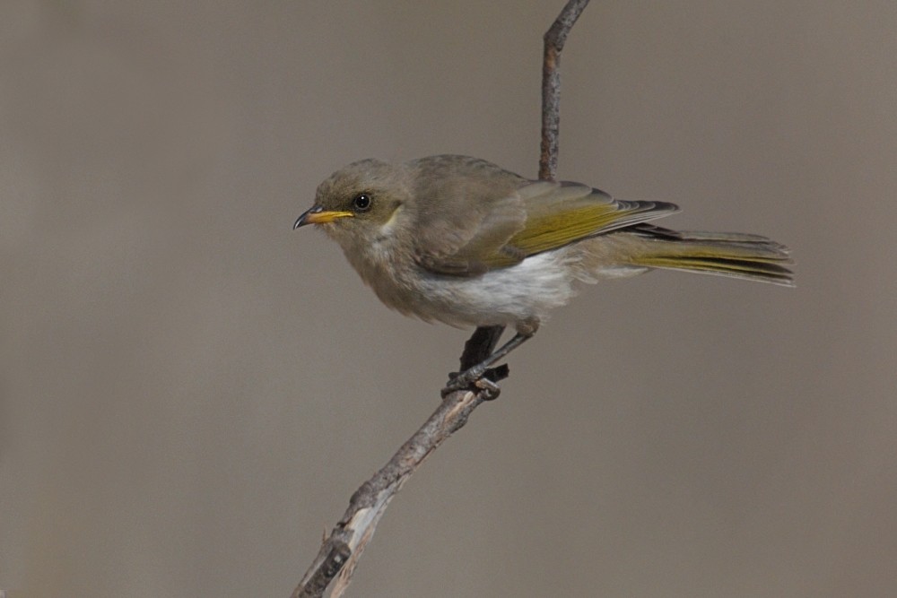 Fuscous Honeyeater - ML191652571