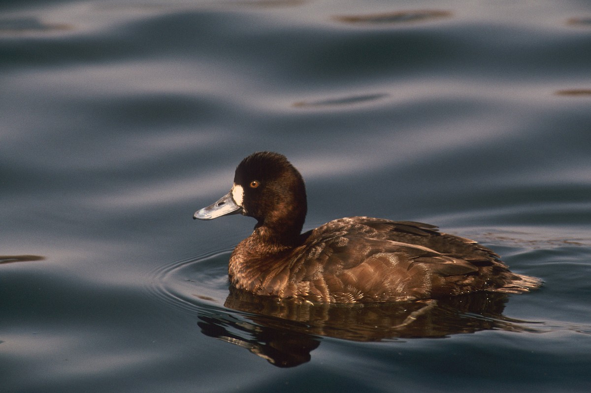 Lesser Scaup - Michael Gage