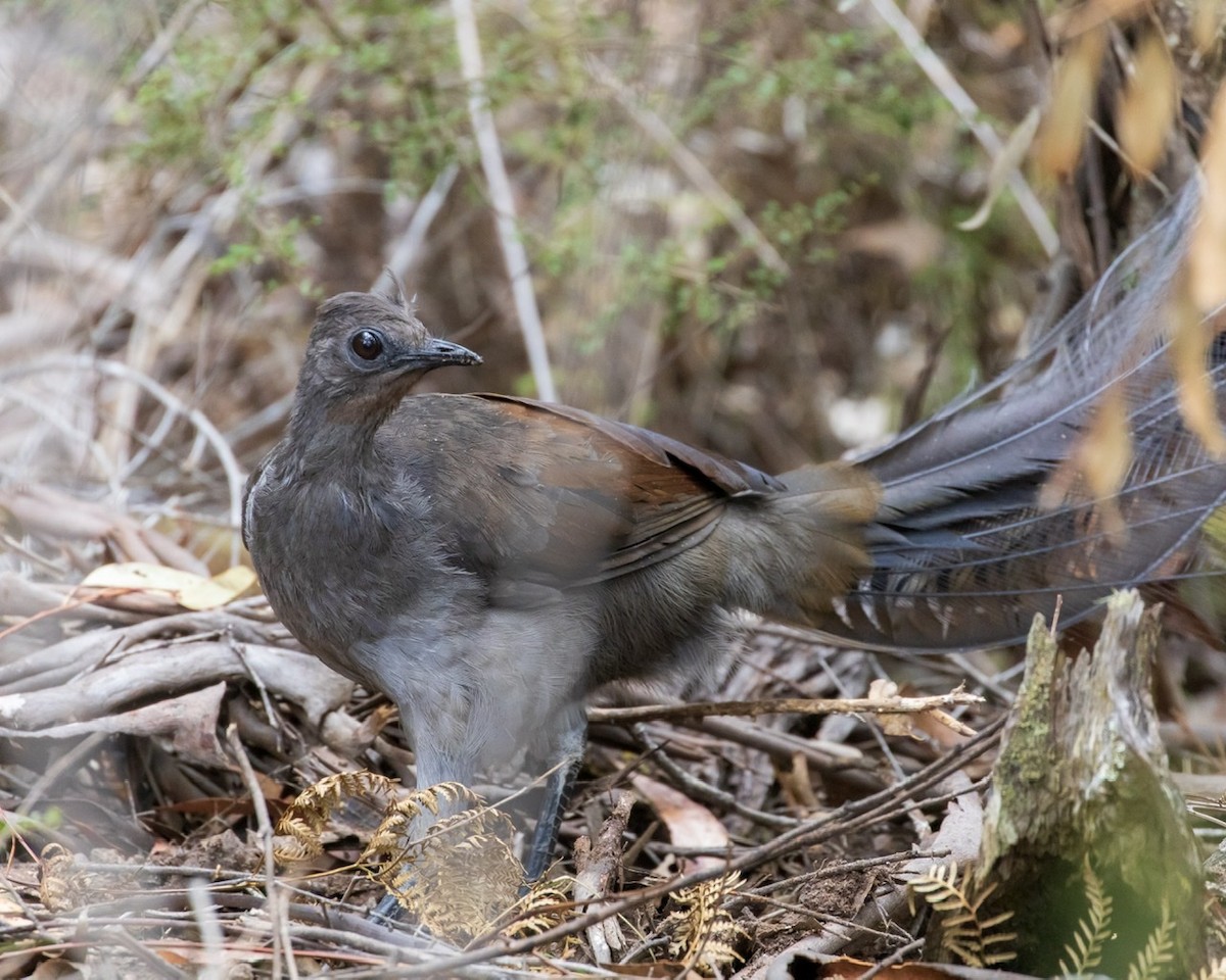 Superb Lyrebird - ML191653831