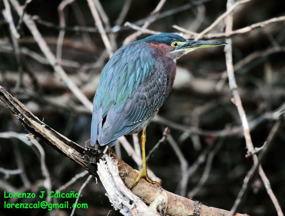 Green Heron - ML191655581