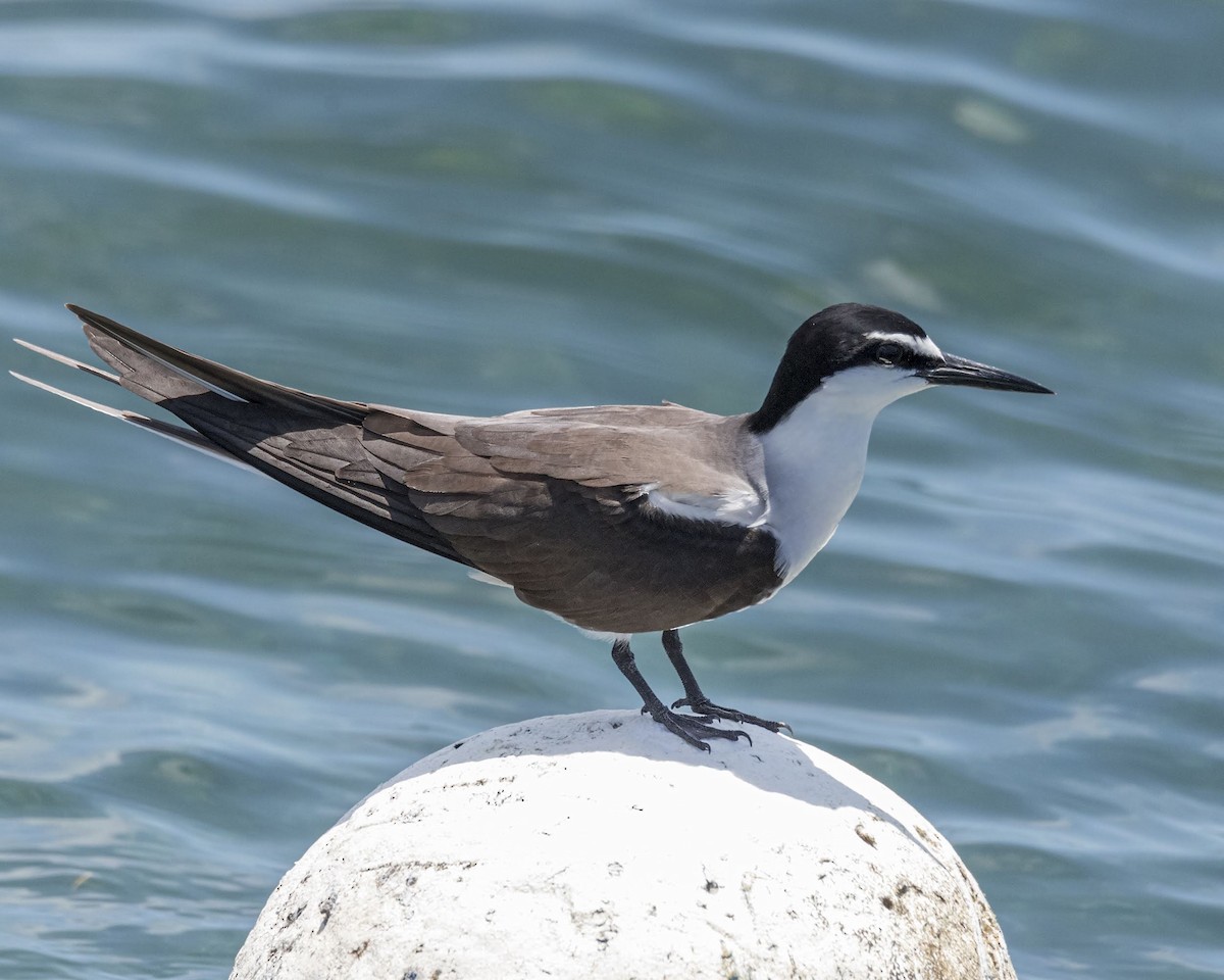 Bridled Tern - David Sinnott