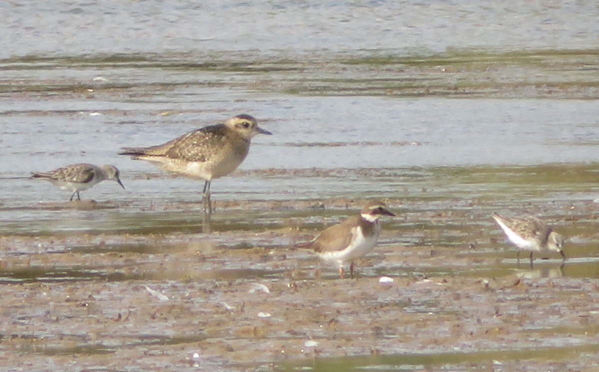 Chorlito Dorado Americano - ML191656811