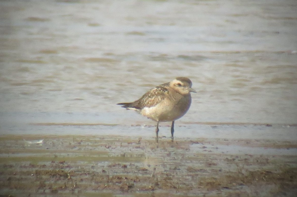 Chorlito Dorado Americano - ML191656841