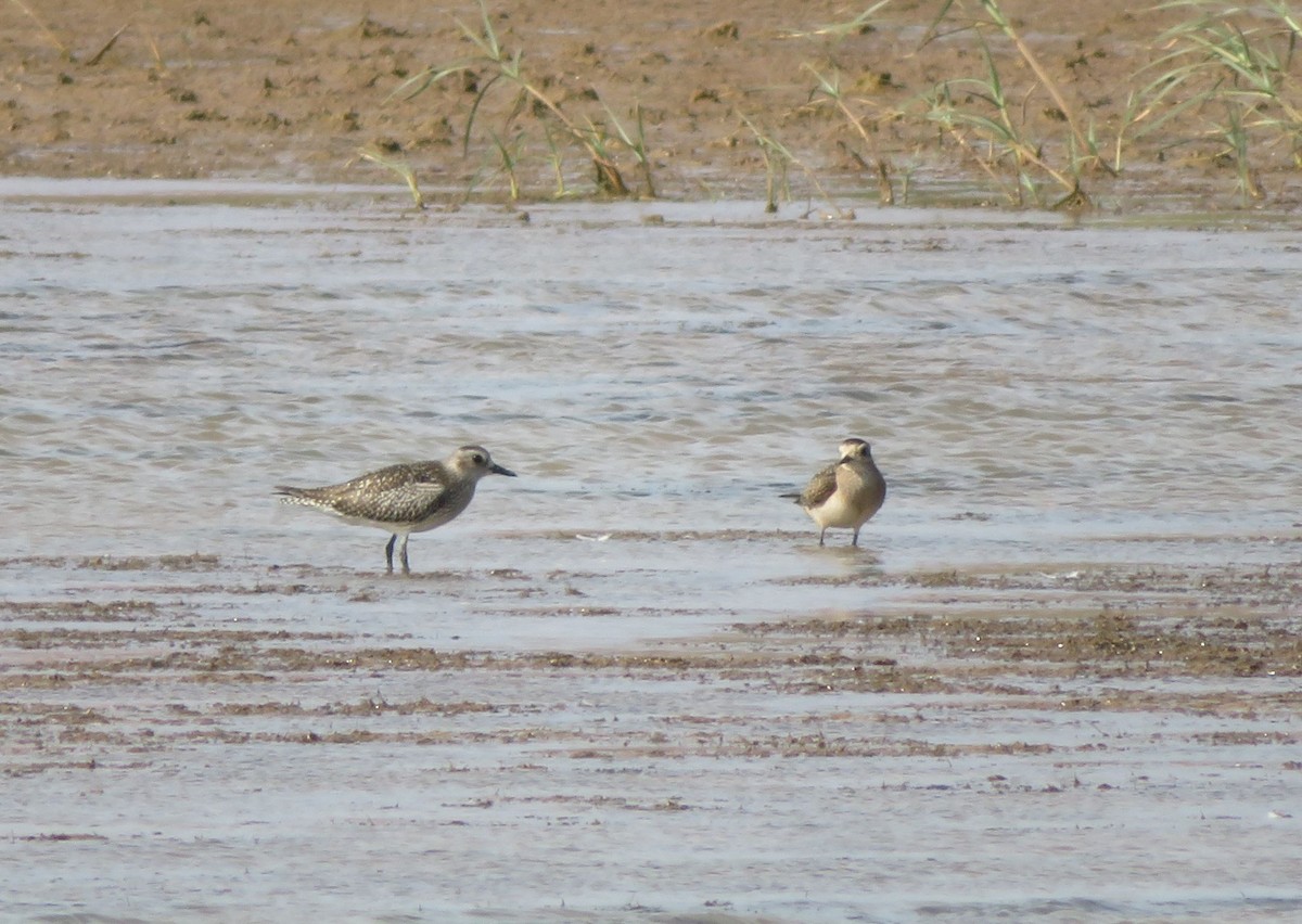 Chorlito Dorado Americano - ML191656871