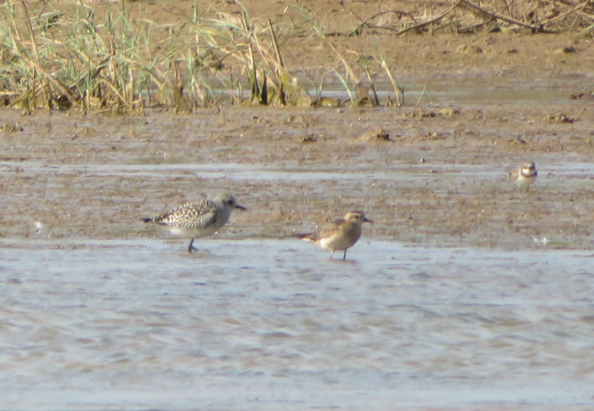 Chorlito Dorado Americano - ML191656881