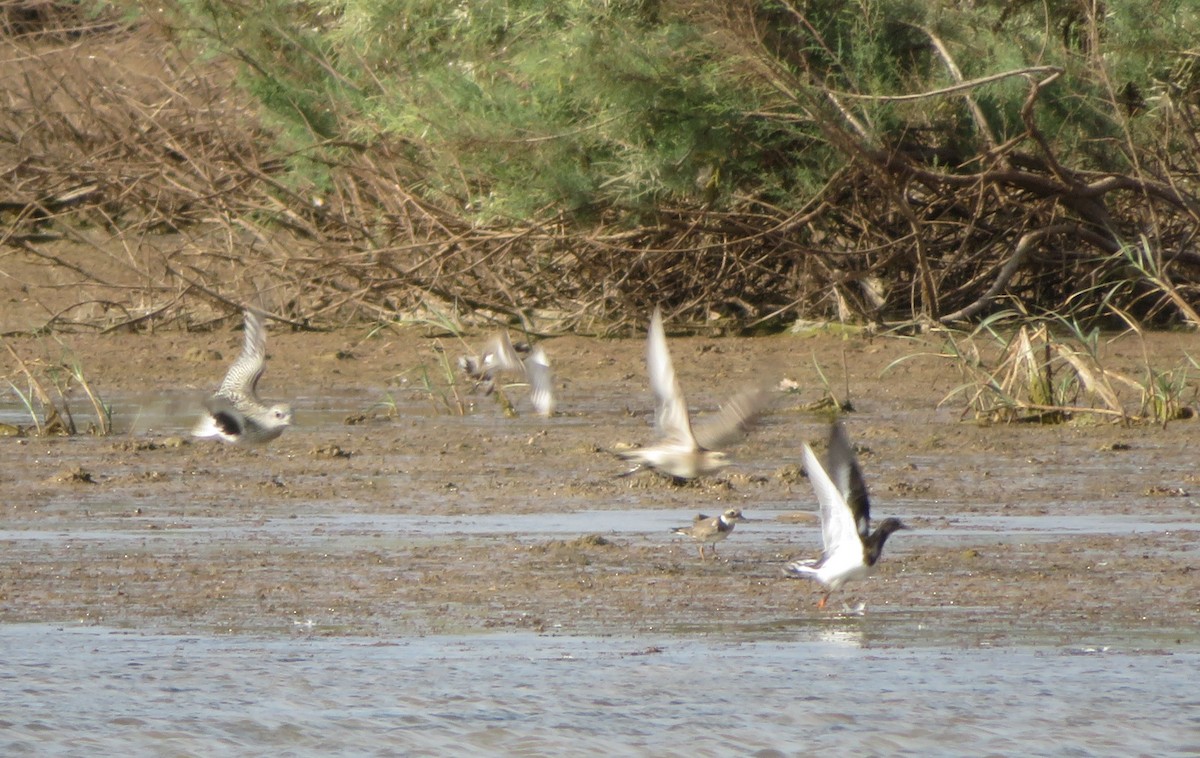 Chorlito Dorado Americano - ML191656891