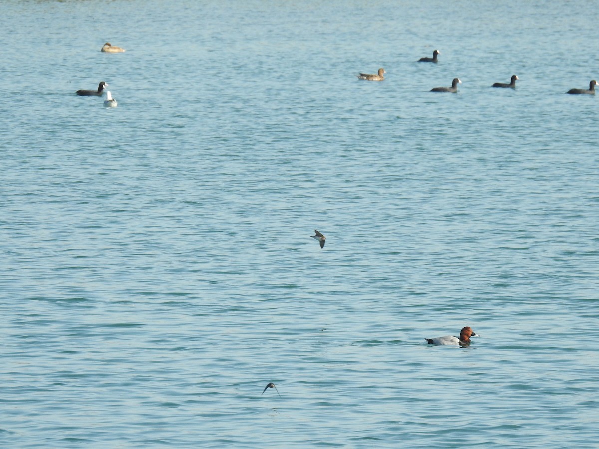 Pale Martin - Fizala Tayebulla