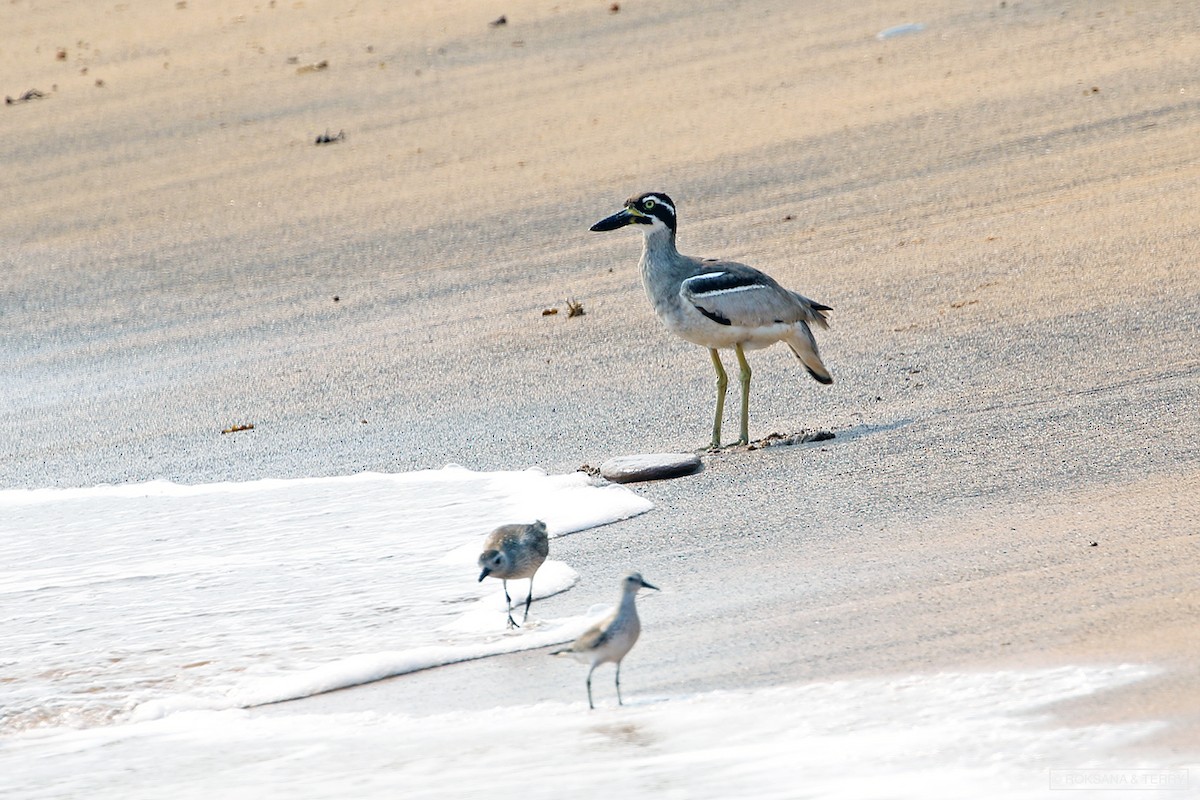 Black-bellied Plover - ML191659451