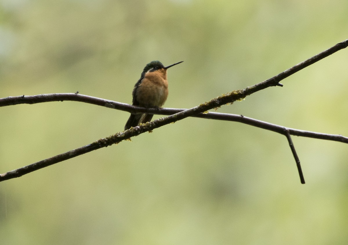 kolibřík fialovohrdlý - ML191659821